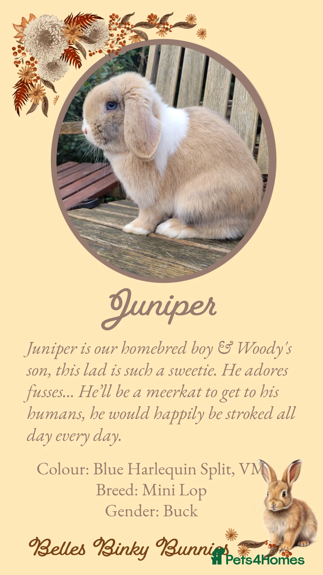 Mini Lop rabbits for sale: 🌷Pretty Baby Mini Lops 🌷 Ready 26th April 🌷 - Advert 11