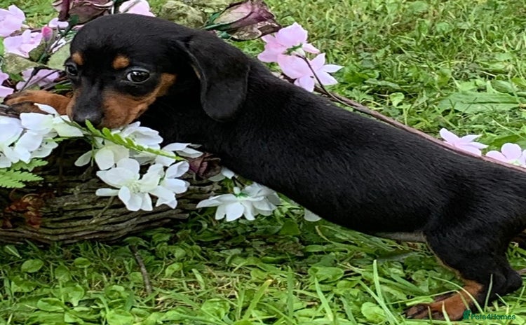 Miniature Dachshund dogs - Advert 3