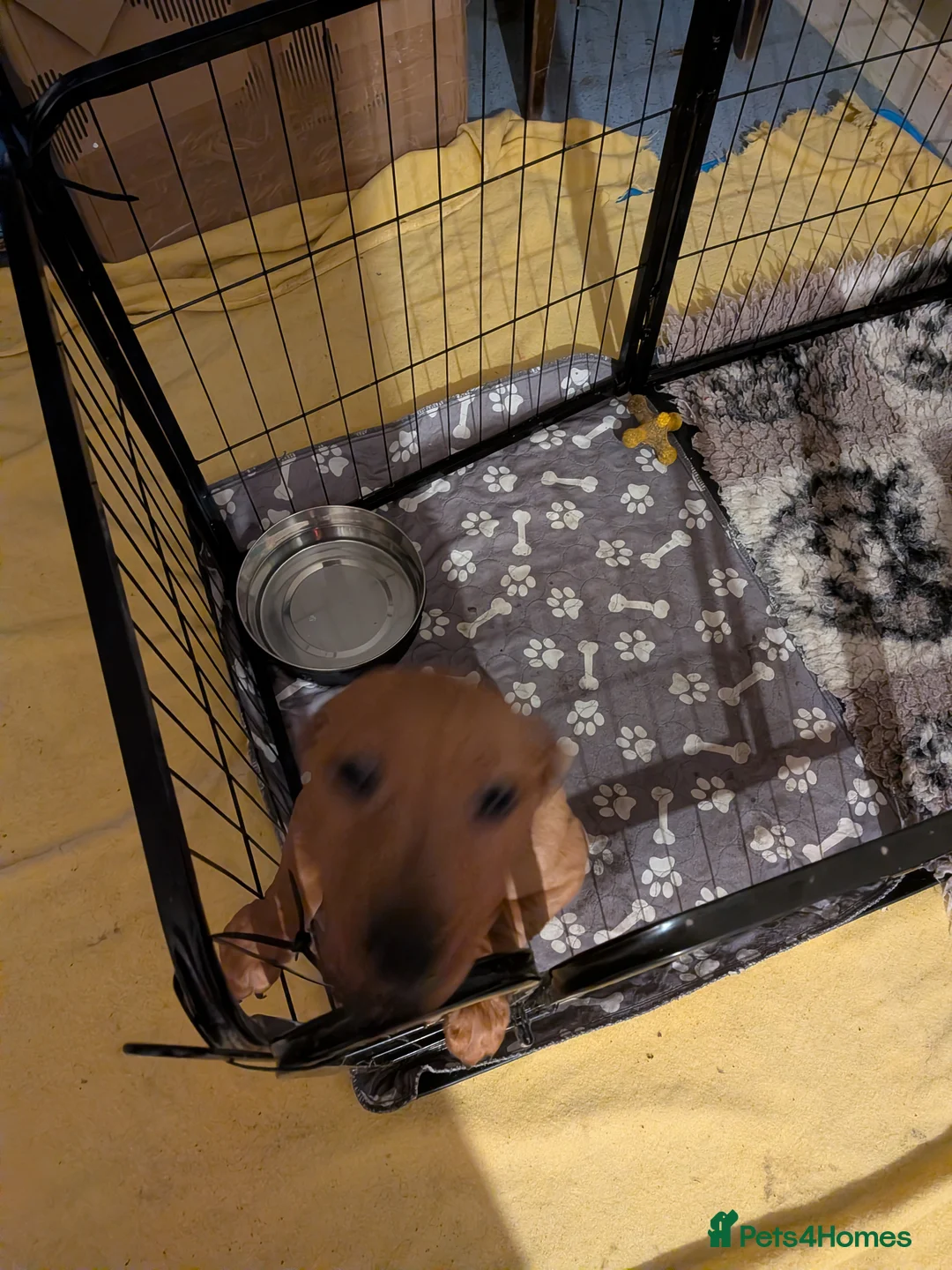 Mixed Breed dogs for sale: Staffy X Miniature Dachsund Puppies - Advert 2