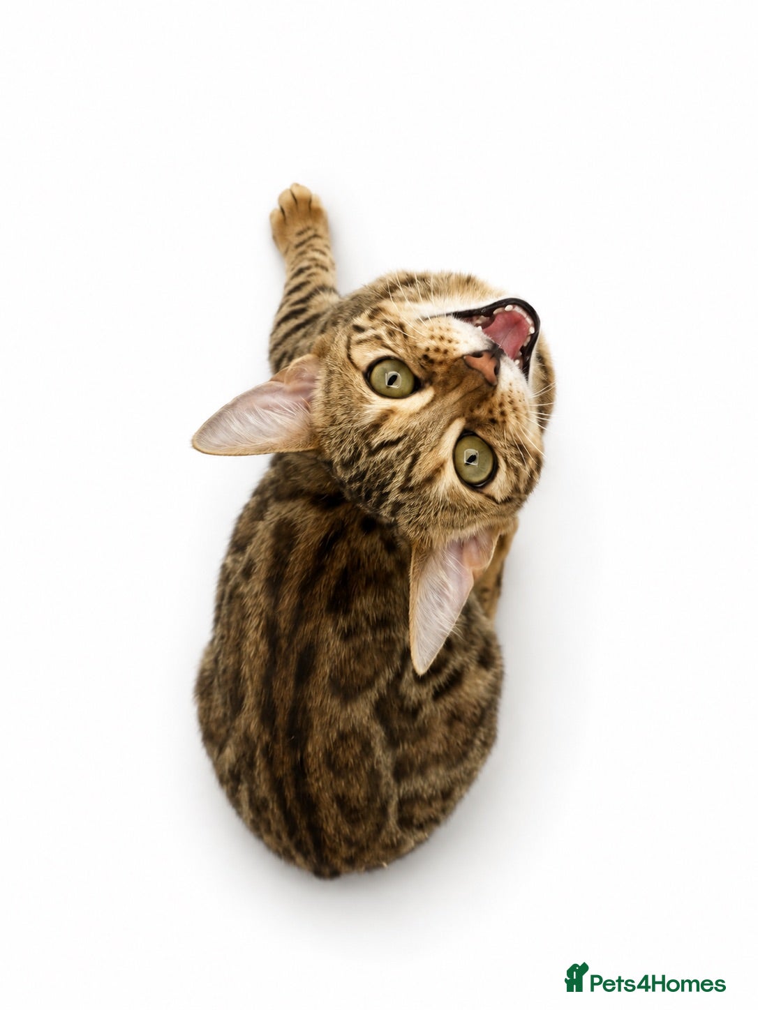 Bengal cats 🐆G6 Pedigree Bengal Kittens | TICA Registered - Advert 2