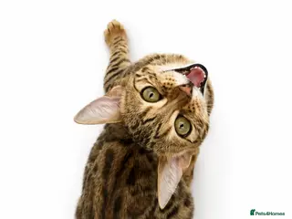 Bengal cats 🐆G6 Pedigree Bengal Kittens | TICA Registered - Advert 2