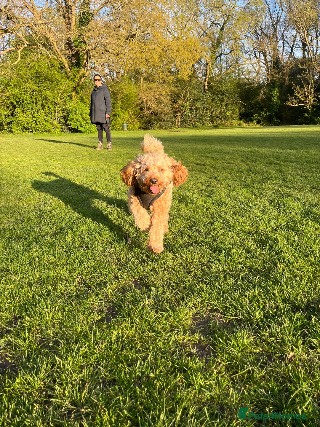 Cavapoo dogs for stud: Mr Leo 🚨STUD 🚨 - Advert 6