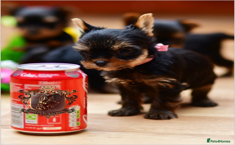 Yorkshire Terrier dogs - Advert 11