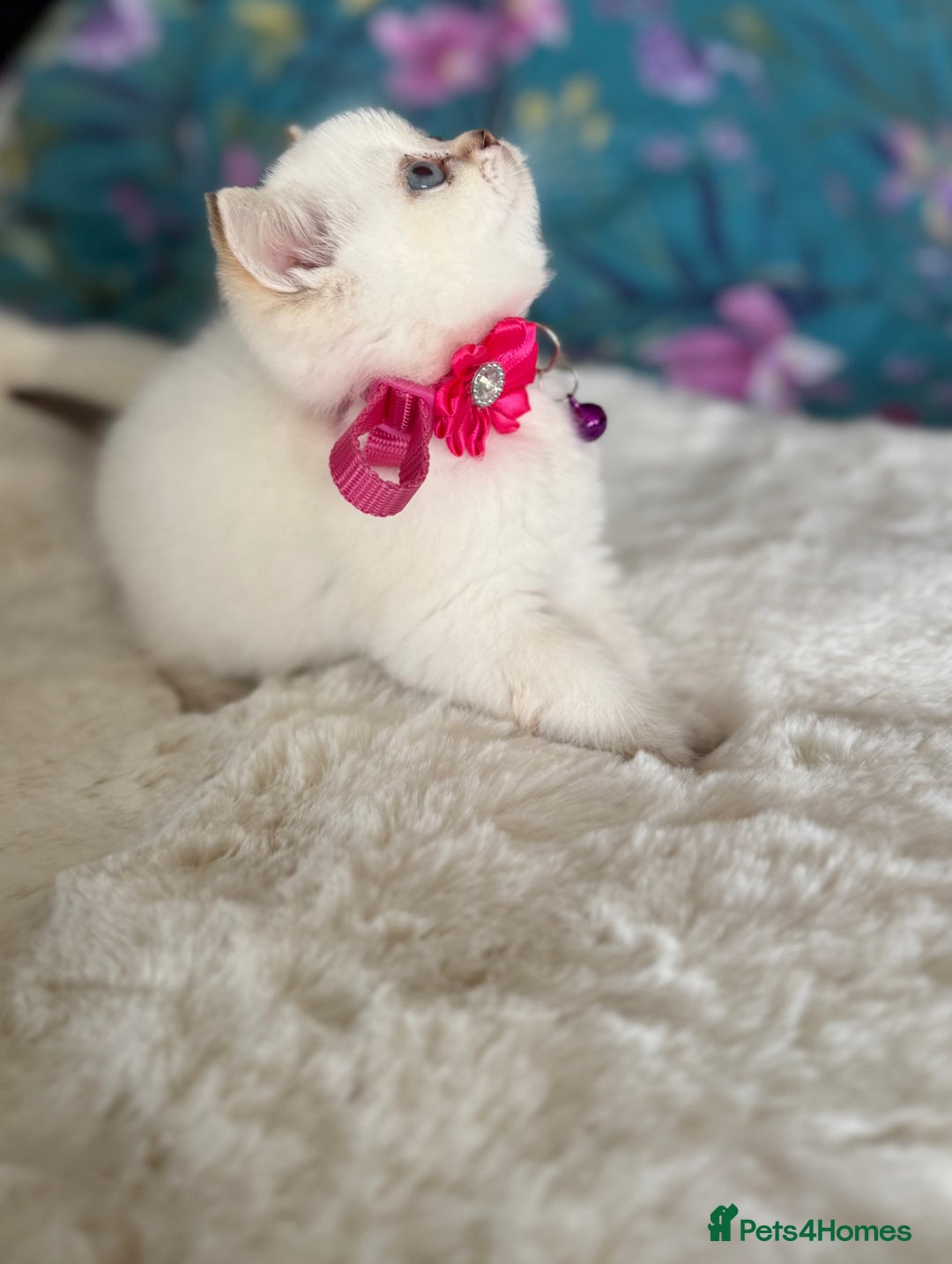 British Shorthair cats for sale: Quality British Shorthair kittens  - Image 25