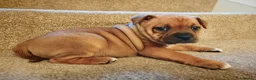 Staffordshire Bull Terrier dogs for sale: GORGEOUS RED STAFFORDSHIRE BULL TERRIER PUPPIES - Advert 7