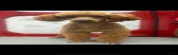 Cavapoo dogs for sale: Beautiful Health Tested Cavapoos- Ready September - Advert 28