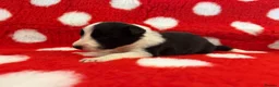 Border Collie dogs for sale: Beautiful Border Collie pups.  - Advert 8