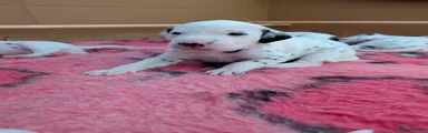 Dalmatian Puppy 2