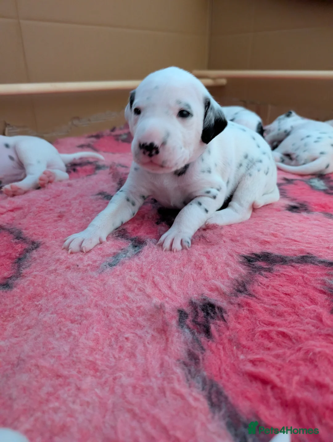 Dalmatian dogs for sale: Dalmatian puppies  - Advert 6