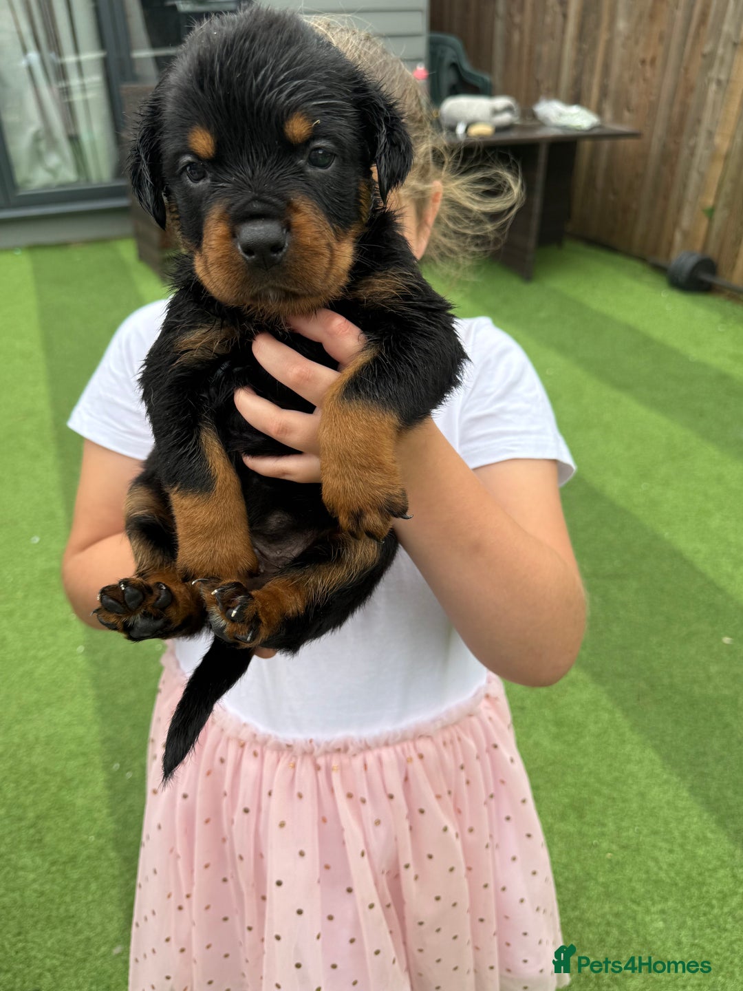 Rottweiler dogs for sale: Rottweiler puppies  - Image 12