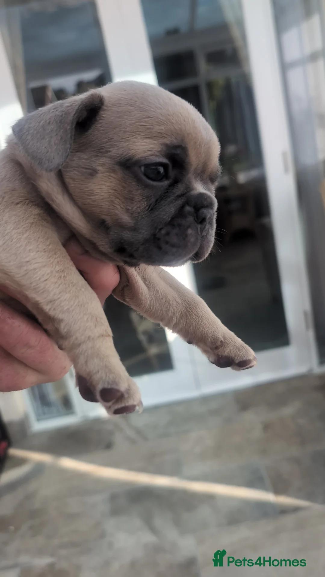 French Bulldog dogs for sale: Steven Clayton - Advert 22