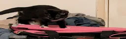 Mixed Breed cats for sale: 2 gorgeous tuxedo kittens - Advert 3