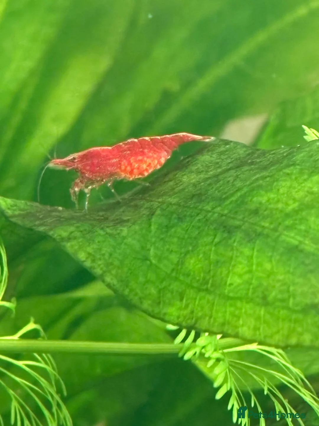 Mixed Breed livestock for sale: Neocaradina shrimp - Advert 3