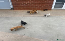 Jack Russell dogs for sale: Jack russsell puppy’s for sale small type - Image 5