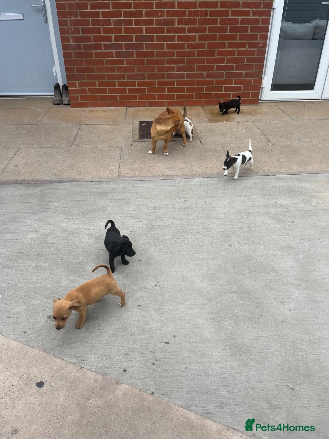 Jack Russell dogs for sale: Jack russsell puppy’s for sale small type - Image 5