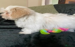 Maltipoo dogs for sale: maltipoo puppies for sale  - Image 13