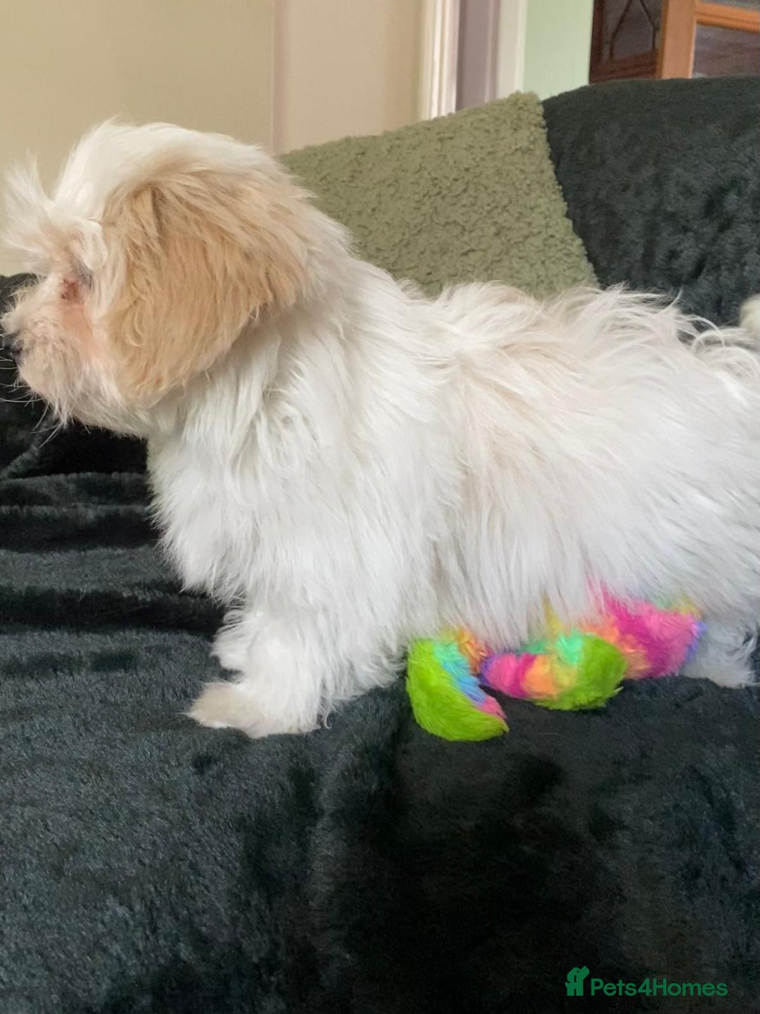 Maltipoo dogs for sale: maltipoo puppies for sale  - Image 13