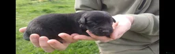 Labrador Retriever dogs for sale: KC registered working labrador puppies - Advert 14