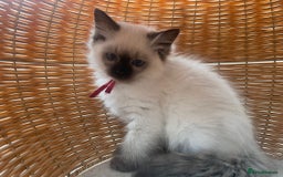 Ragdoll cats for sale: Pure breed ragdolls - Image 4