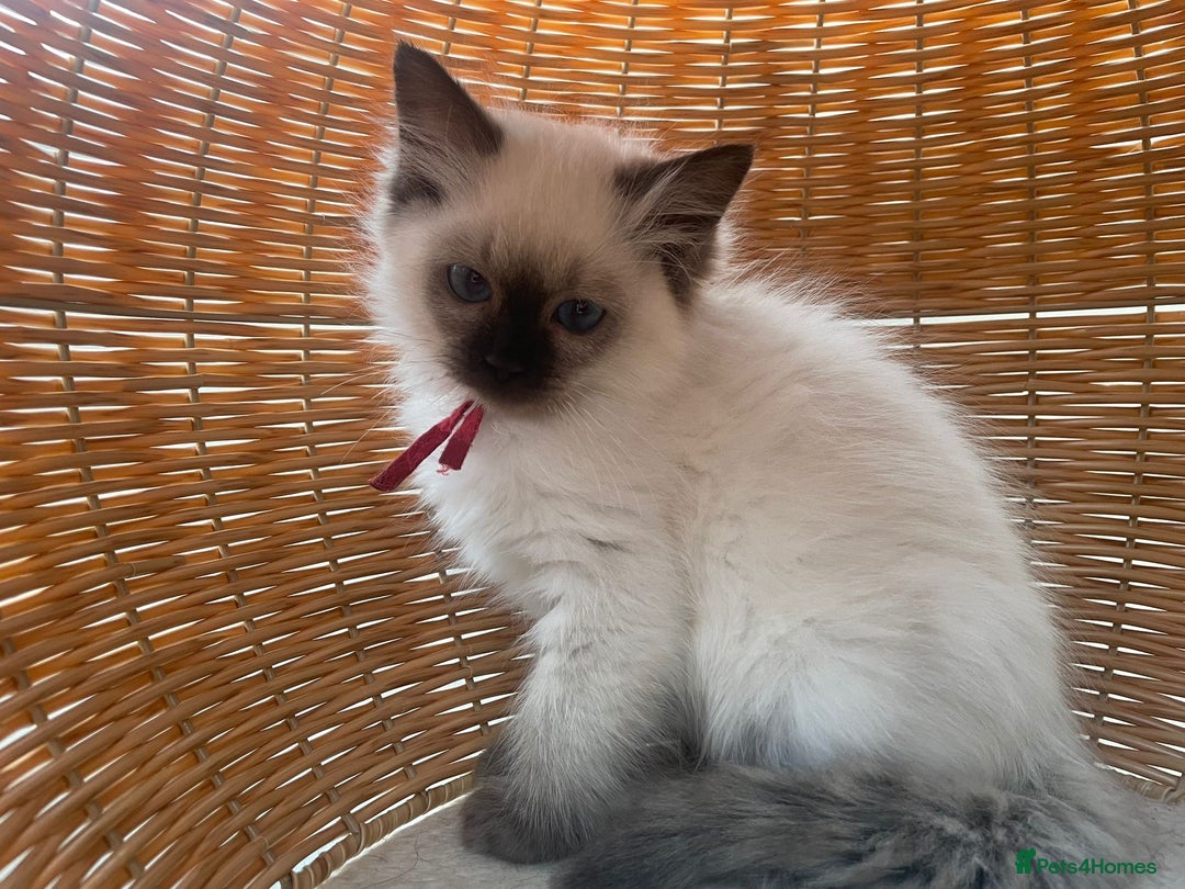 Ragdoll cats for sale: Pure breed ragdolls - Image 4