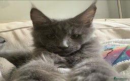 Maine Coon cats for sale: Maine Coon Kitten (Last of Litter Available Now) - Image 3