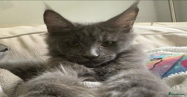 Maine Coon cats - Advert 6