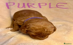 Double Doodle dogs for sale: Miniature GOLDENDOODLE puppies - Image 6