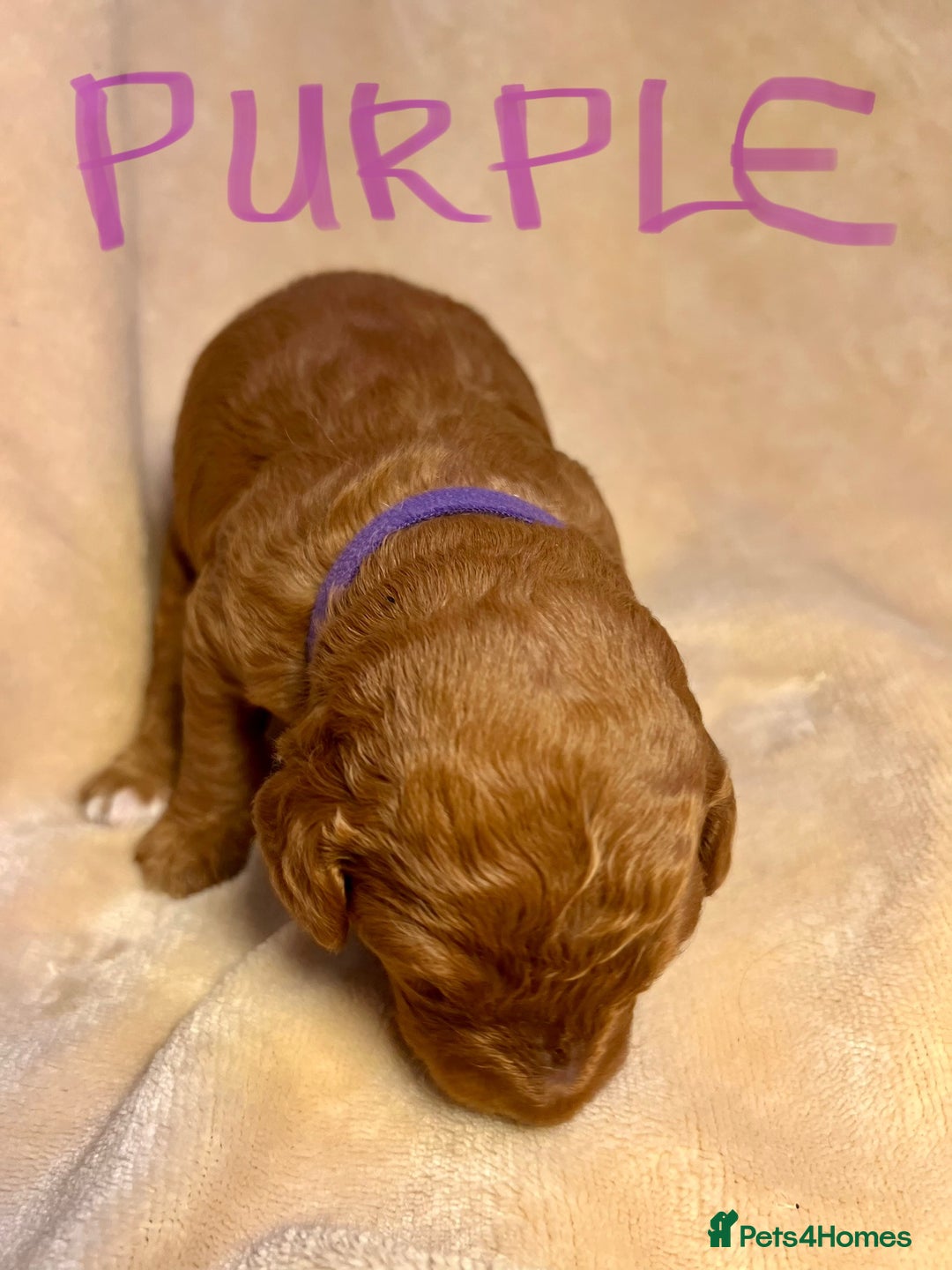 Double Doodle dogs for sale: Miniature GOLDENDOODLE puppies - Image 6