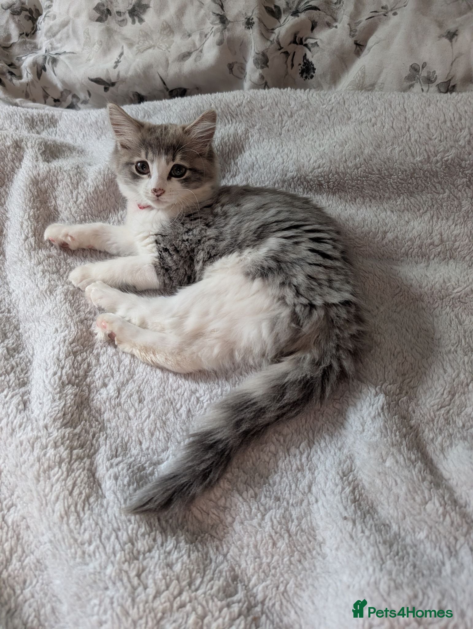 Siberian cats Siberian crossed kittens/ just Girl left  - Advert 2