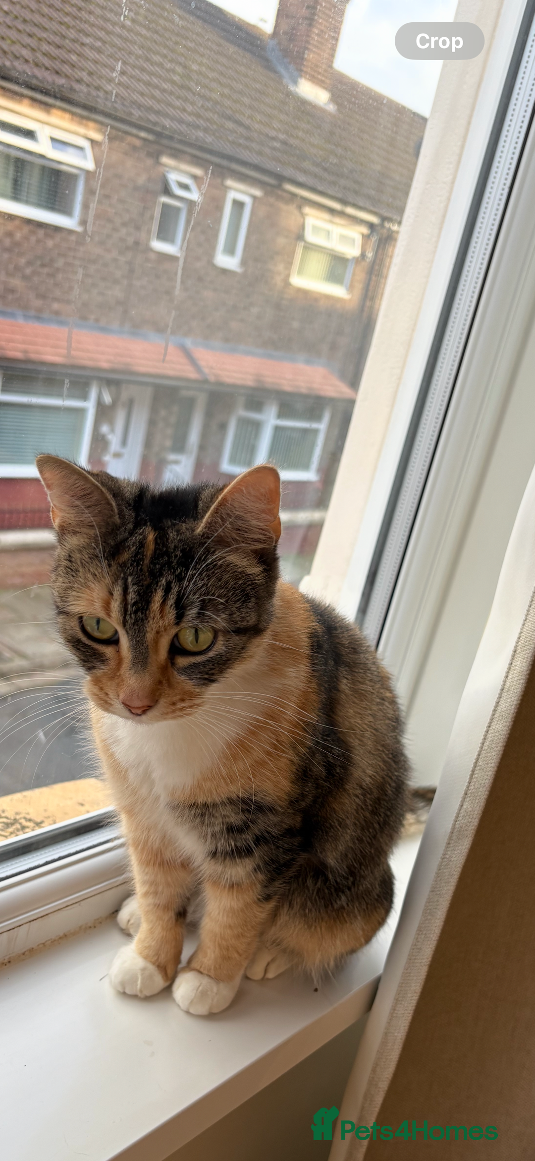 Domestic Shorthair cats for sale: 4.5 year old calico girl  - Advert 4