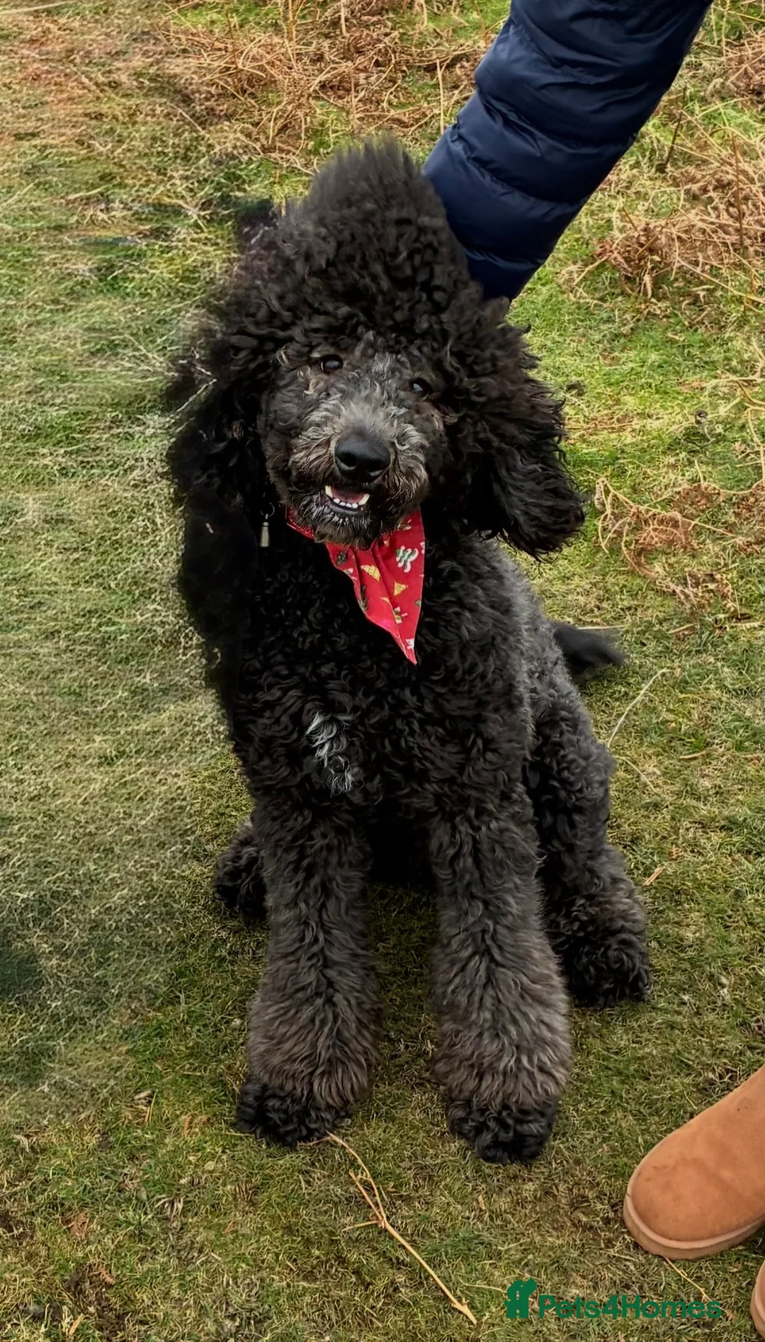 Standard Poodle dogs for sale: Lovely Standard Poodle Bitch in Millom - Advert 3