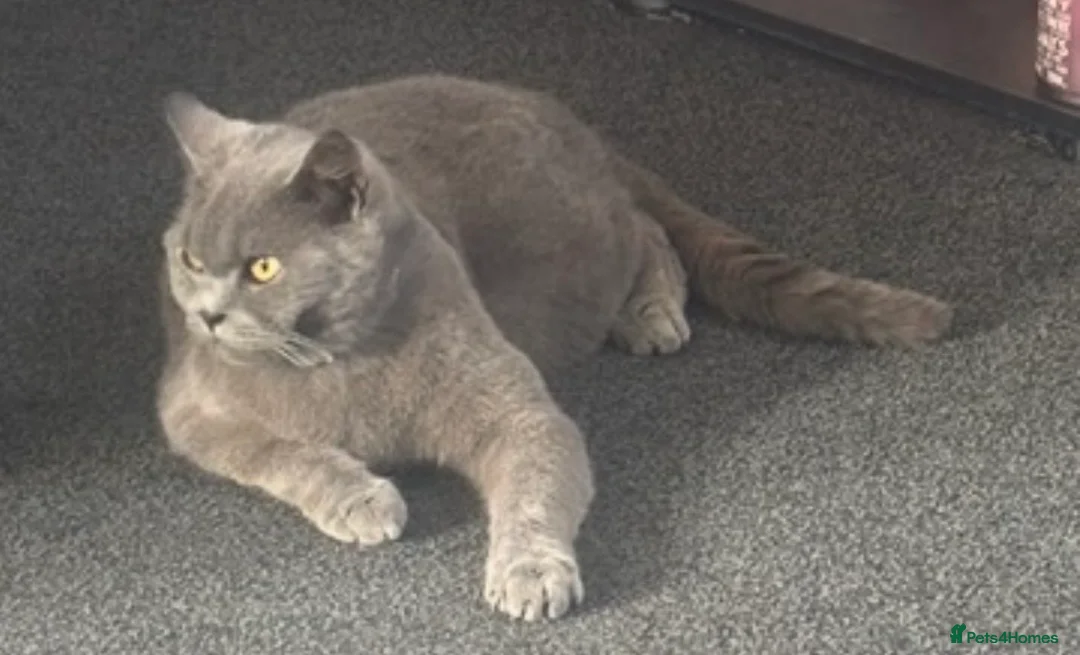 British Shorthair cats for sale: British shorthair male  - Advert 1
