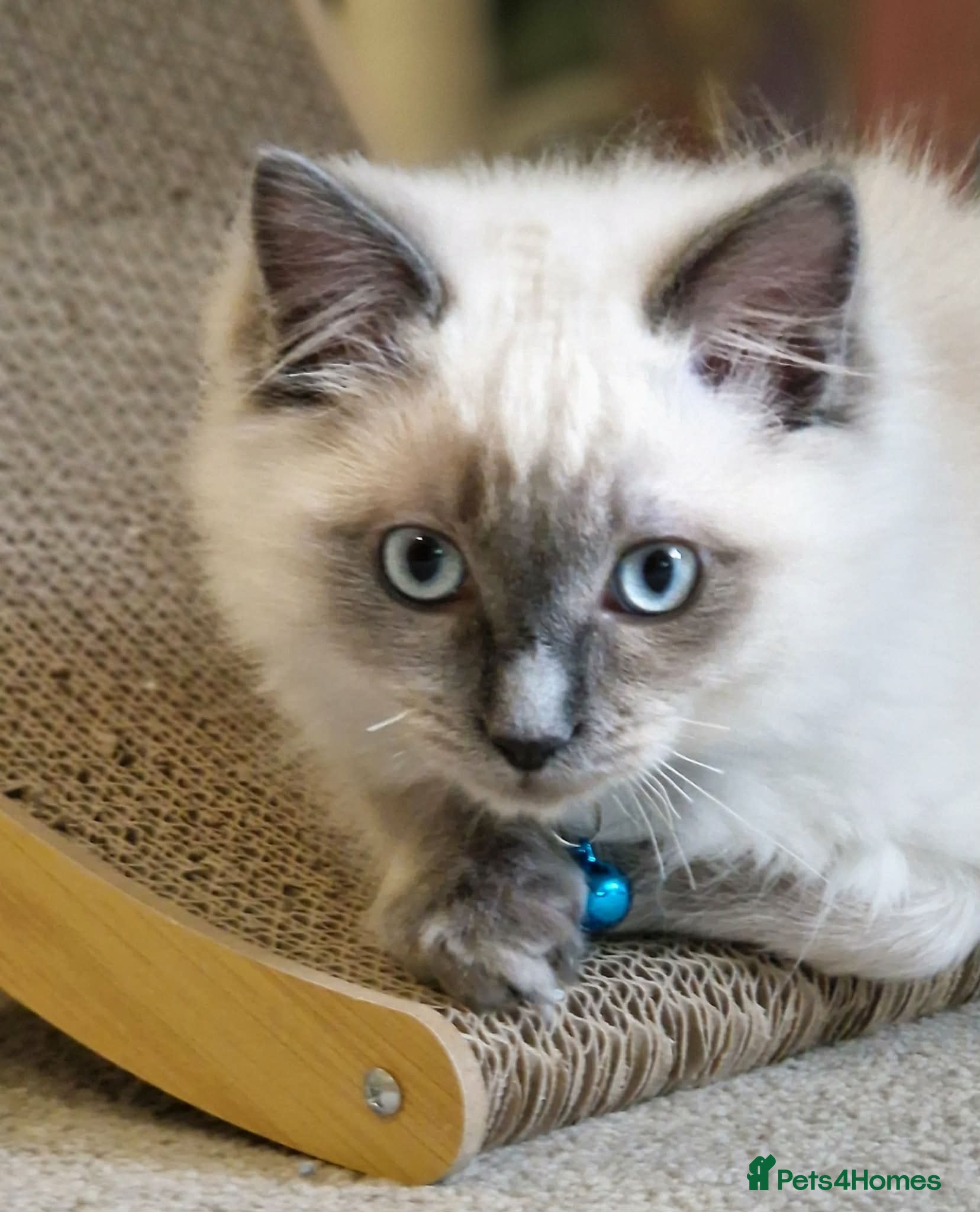 Ragdoll cats **TWO BOYS LEFT FOR NEW HOMES READY NOW** - Advert 3
