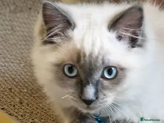 Ragdoll cats **TWO BOYS LEFT FOR NEW HOMES READY NOW** - Advert 3