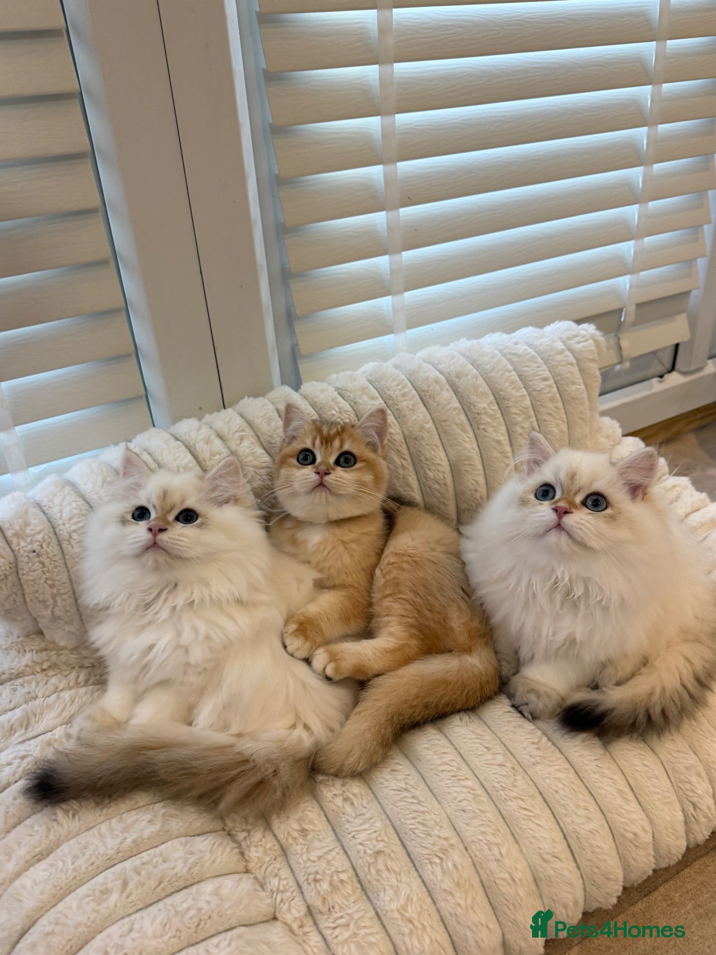 British Longhair cats Vet bred teddybear lap cats gccf - Advert 13