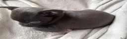 Chihuahua dogs for sale: Beautiful Chihuahua Pups - Last Puppy - Advert 19