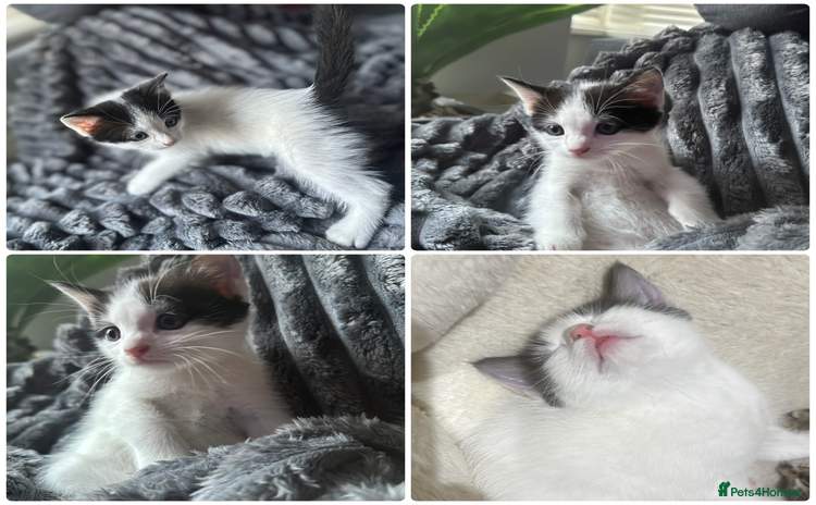 Mixed Breed cats - Advert 5