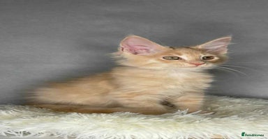 Maine Coon cats - Advert 11