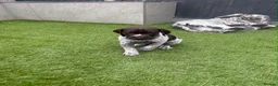 German Shorthaired Pointer dogs for sale: German Short Haired Pointer Puppies  - Advert 11