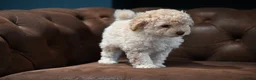 Cavapoo dogs for sale: 💙READY NOW💙  male cavapoo FHT  - Advert 25
