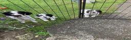 Cocker Spaniel dogs for sale: Cocker Spaniel Pups, Working Type, KC Reg - Advert 11