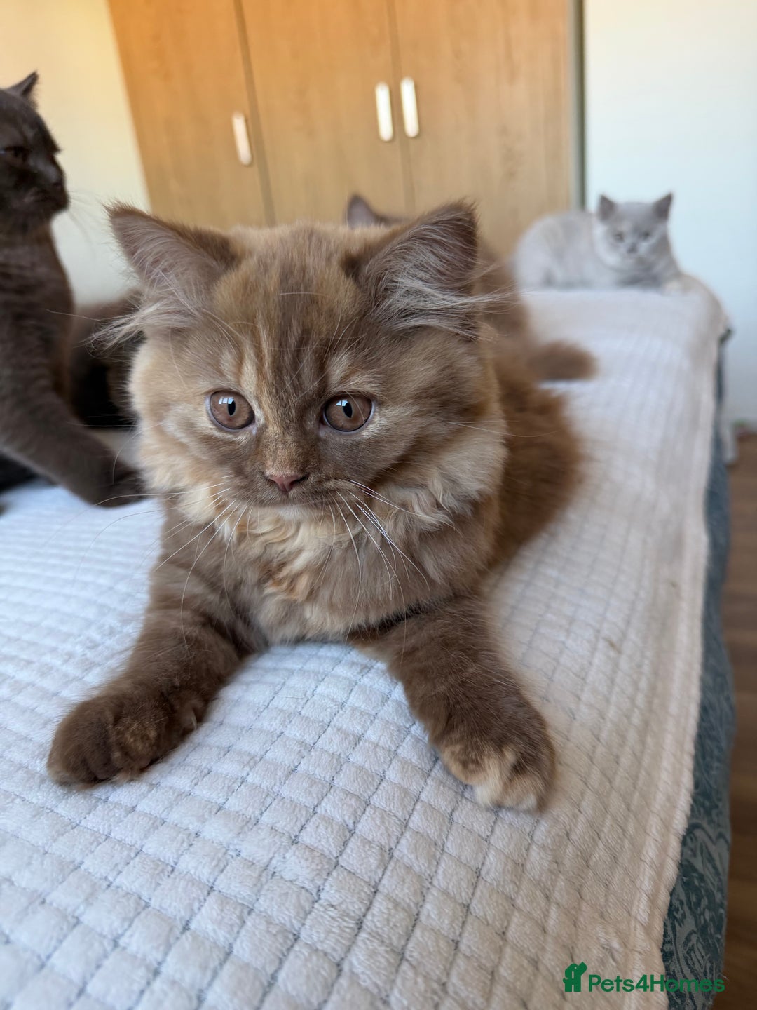 British Longhair cats for sale: Champion line kittens with excellent pedigrees - Advert 9