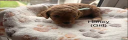 Cockapoo dogs for sale: Radiant red F2b cockapoos  - Advert 15