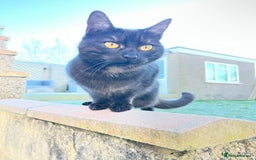 Mixed Breed cats for sale: 4 year old female cat up for adoption  - Advert 5