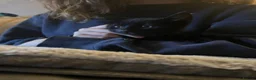 Mixed Breed cats for sale: 2 black males 8 weeks old - Advert 9