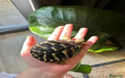 Hermann Tortoise reptiles for sale: Two Dwarf Hermann Tortoises & full set-up - Image 5