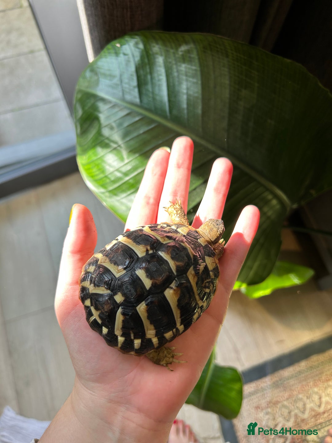 Hermann Tortoise reptiles for sale: Two Dwarf Hermann Tortoises & full set-up - Image 5