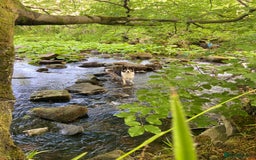 Mixed Breed dogs for sale: Border collie - read des  in Keighley - Image 9
