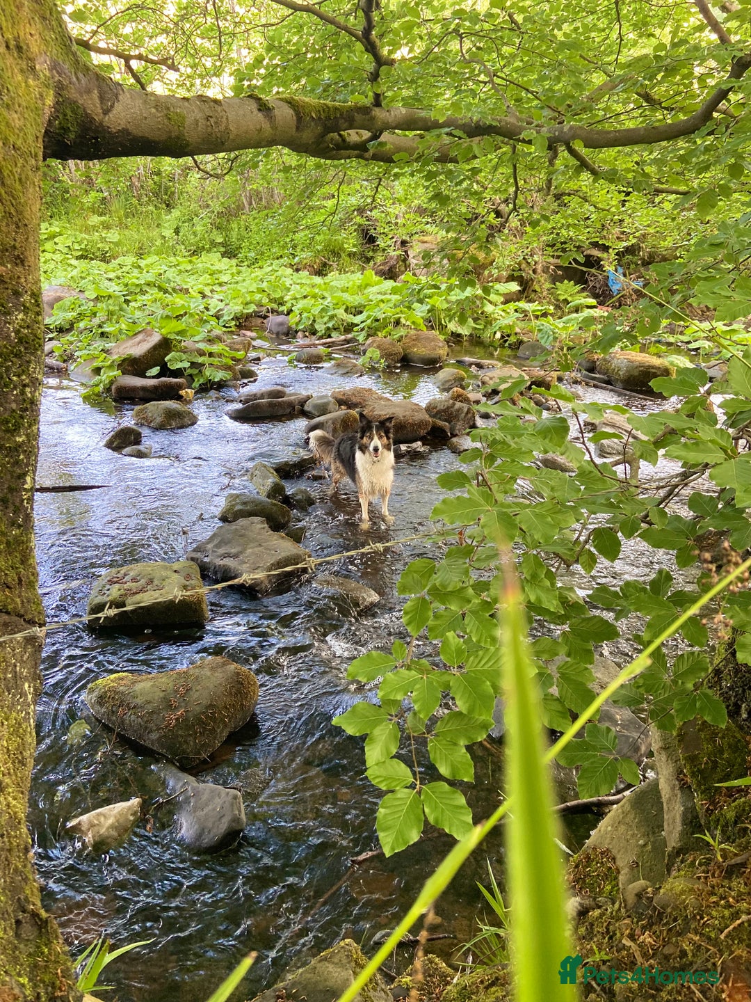 Mixed Breed dogs for sale: Border collie - read des  in Keighley - Image 9
