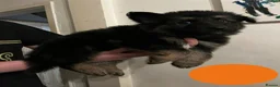 German Shepherd dogs for sale: LAST 3 PUPS READY TO GO NOW - Advert 11
